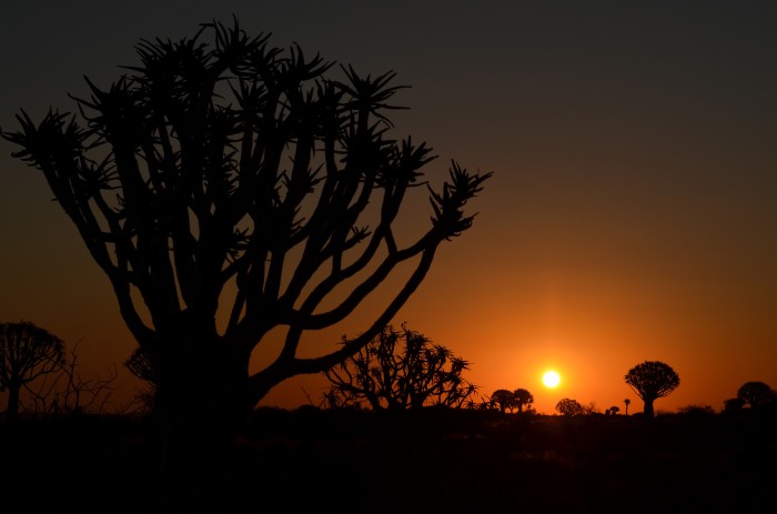 Kokerboom forest, Namíbia (foto: Oli) 