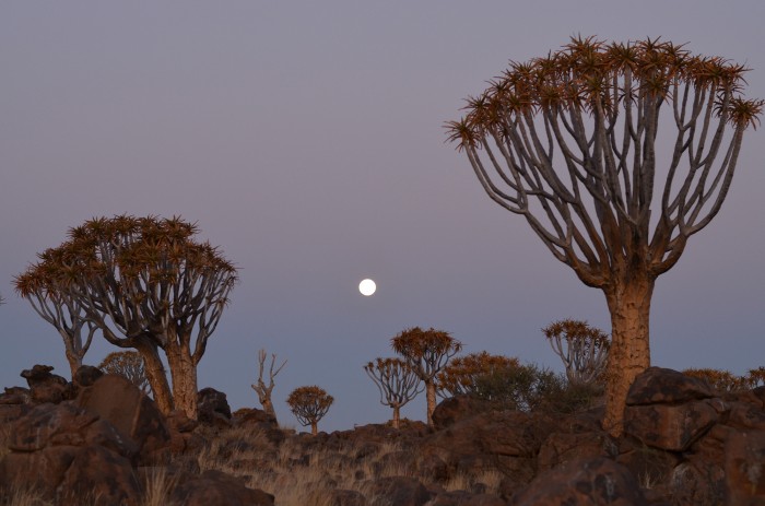 Kokerboom forest, Namíbia (foto: Oli) 